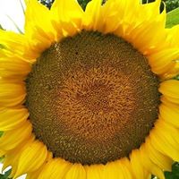 Susan Devore Photo 19