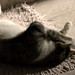 Shu Sun Photo 10