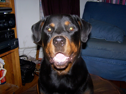 Gene Gauthier Photo 3