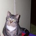 Tonya Wise Photo 23