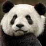 Zhi Zeng Photo 8