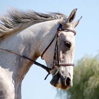 Francine Ford Photo 5