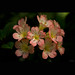 Flora Cheng Photo 22