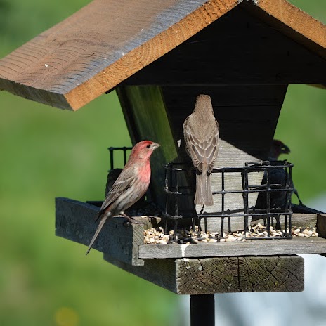 Debra Davey Photo 10