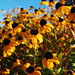 Susan Hutchins Photo 10