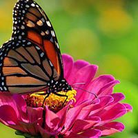 Stephanie Sterling Photo 8