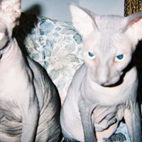 Debbie Dixon Photo 41