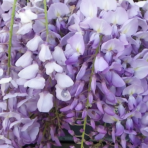 Deidre Bell Photo 19