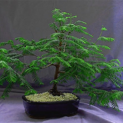 Barbara Mcleod Photo 4