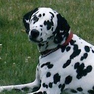 Cynthia Wilkins Photo 16