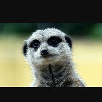 Conrad Norman Photo 2