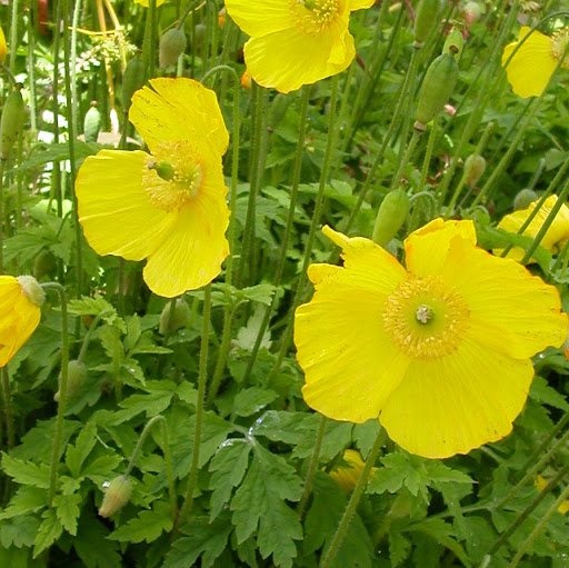 Teresa Pearson Photo 13