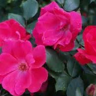 Miranda Valentine Photo 8