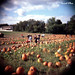 Diana Conklin Photo 17