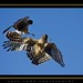 Gary Sowa Photo 11