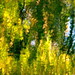 John Dinh Photo 8