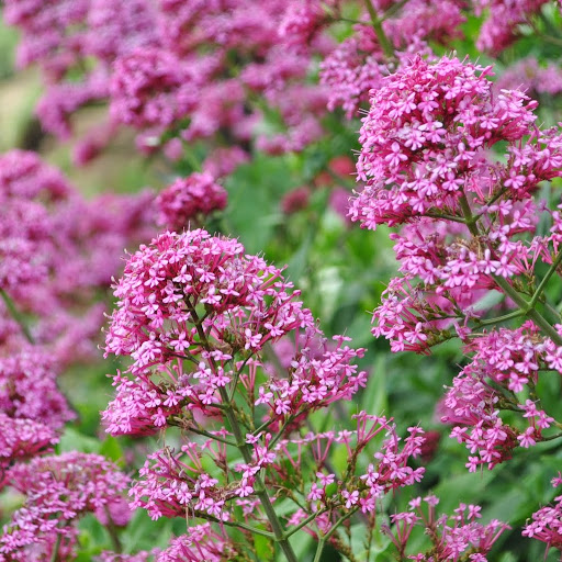 Selena Green Photo 9