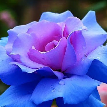 Margaret Chen Photo 19