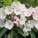 Laurel Green Photo 31