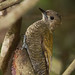 Tom Xenos Photo 10