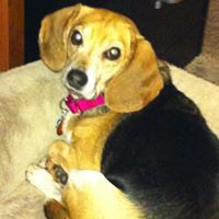 Cheryl Goolsby Photo 8