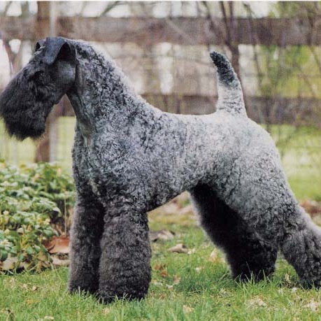 Gerald Ross Photo 46