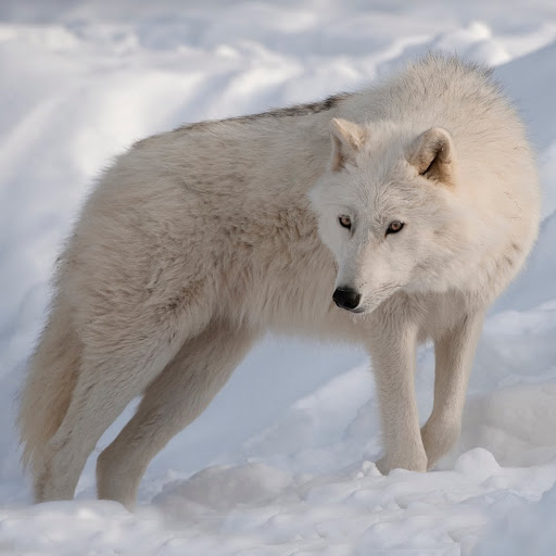 Mike Ratliff Photo 16 Mike Ratliff Photo 16