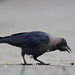 Jim Carrion Photo 2