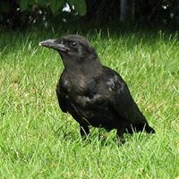 Cindy Nickerson Photo 23