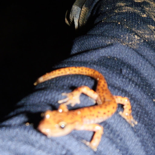 Kelly Kirkpatrick Photo 28