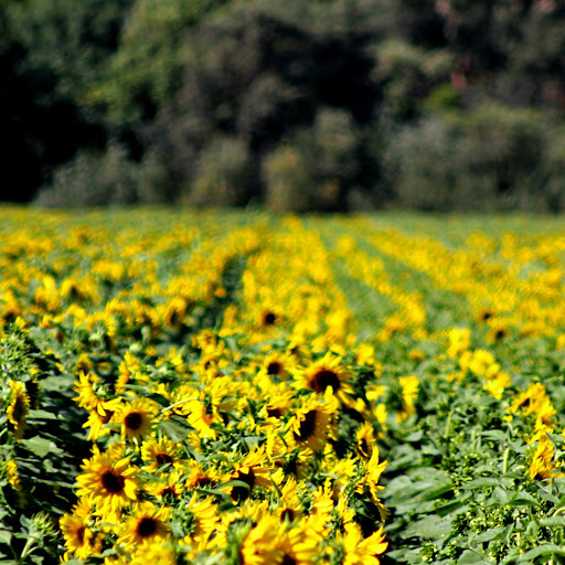 Sarah Hearn Photo 16