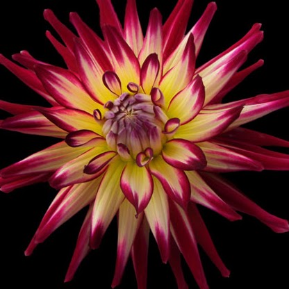 Alicia Kendall Photo 5