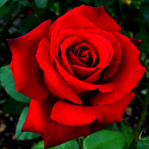 Winnie Cheng Photo 33