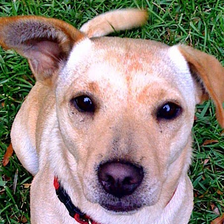 Steve Israel Photo 29