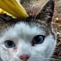 Ellen Cooper Photo 28