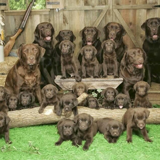 Deann Reynolds Photo 7