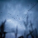 Robin Patch Photo 19