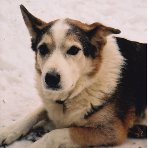 Dennis Robbins Photo 46