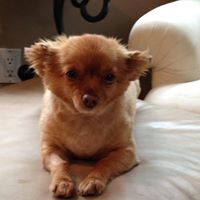 Peter Ferraro Photo 34