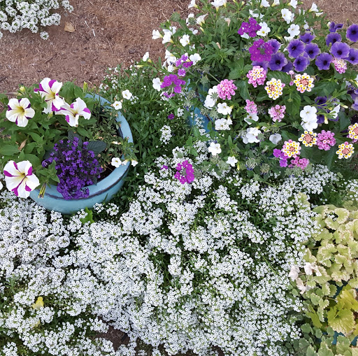 Suzanne Montgomery Photo 14