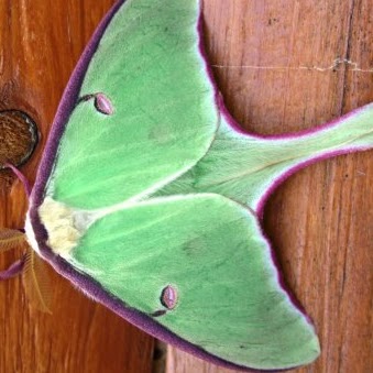 Jane Garland Photo 31