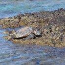 Laura Tanner Photo 35