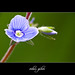 Veronica Small Photo 21