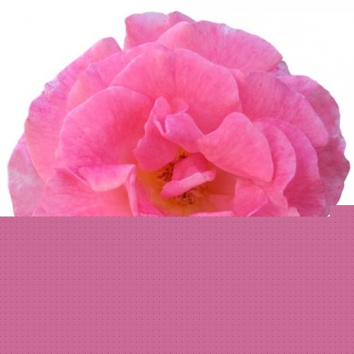 Sarah Waller Photo 21