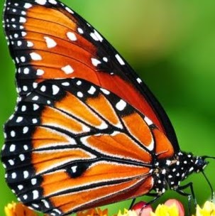 Joyce Hudson Photo 35 Joyce Hudson Photo 35