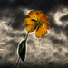 Timothy Powers Photo 26