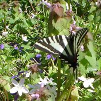 Jesse Collier Photo 39