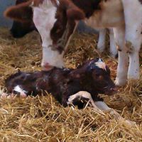 Judith Klein Photo 9