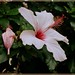 Joseph Virgilio Photo 10