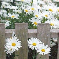 Angie Mcneely Photo 18